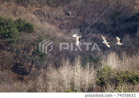 Crane, Cheolwon-gun, Gangwon-do Crane, Cheolwon-gun, Gangwon-do 74358632