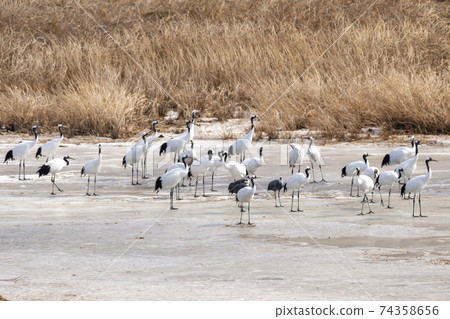 Crane, Cheolwon-gun, Gangwon-do 74358656