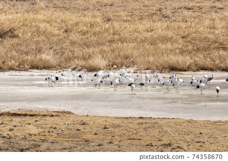 Crane, Cheolwon-gun, Gangwon-do Crane, Cheolwon-gun, Gangwon-do 74358670