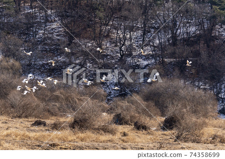 Crane, Cheolwon-gun, Gangwon-do 74358699