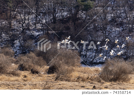 Crane, Cheolwon-gun, Gangwon-do 74358714