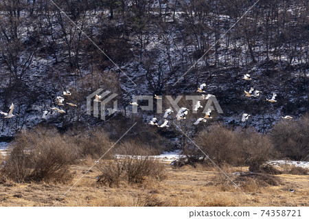 Crane, Cheolwon-gun, Gangwon-do 74358721