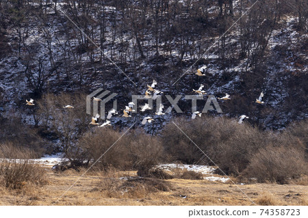 Crane, Cheolwon-gun, Gangwon-do 74358723