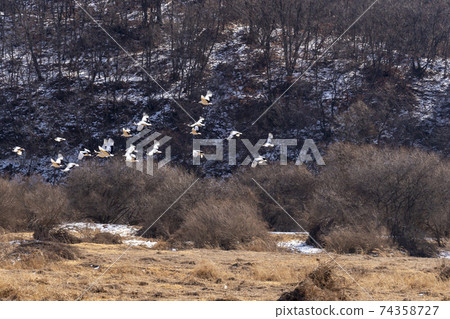 Crane, Cheolwon-gun, Gangwon-do 74358727