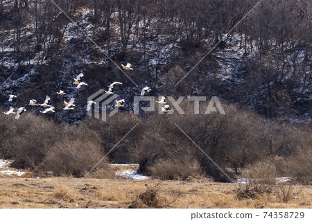 Crane, Cheolwon-gun, Gangwon-do 74358729