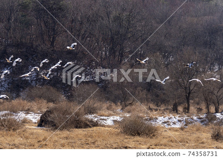 Crane, Cheolwon-gun, Gangwon-do Crane, Cheolwon-gun, Gangwon-do 74358731