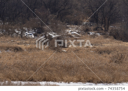 起重機，Cheolwon-gun，江原道 74358754