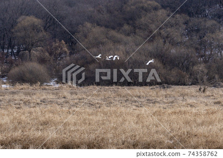 Crane, Cheolwon-gun, Gangwon-do Crane, Cheolwon-gun, Gangwon-do 74358762