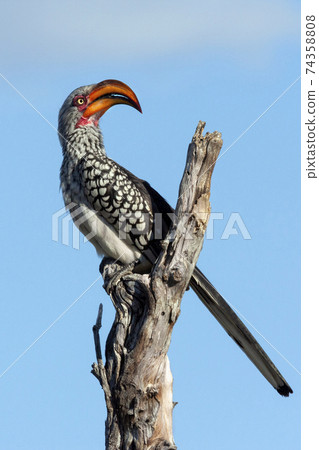 Southern yellow-billed hornbill - Botswana Southern yellow-billed hornbill - Botswana 74358808