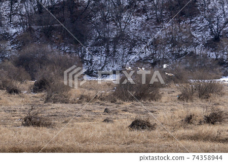 起重機，Cheolwon-gun，江原道 74358944