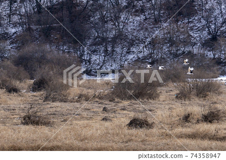 起重機，Cheolwon-gun，江原道 74358947