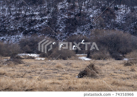 Crane, Cheolwon-gun, Gangwon-do 74358966