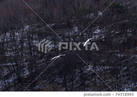 Crane, Cheolwon-gun, Gangwon-do 74358993