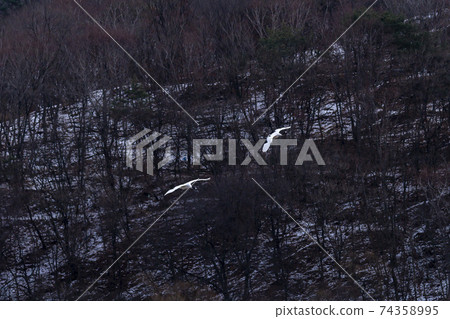 Crane, Cheolwon-gun, Gangwon-do 74358995