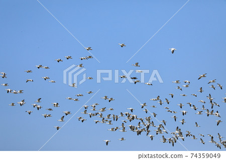 Large flock of Snow Geese, Chen caerulescens, in flight Large flock of Snow Geese, Chen caerulescens, in flight 74359049