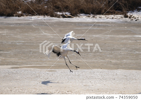 Crane, Cheolwon-gun, Gangwon-do Crane, Cheolwon-gun, Gangwon-do 74359050