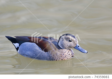 Male Ringed Teal, Callonetta leucophrys, resting on the water 74359081