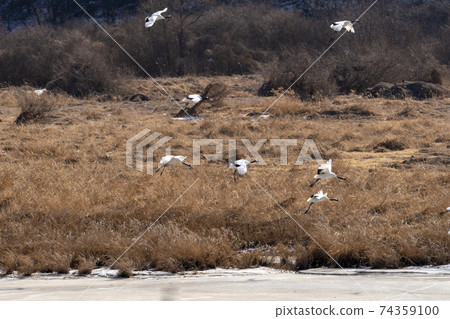 Crane, Cheolwon-gun, Gangwon-do 74359100