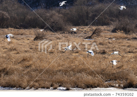 Crane, Cheolwon-gun, Gangwon-do 74359102