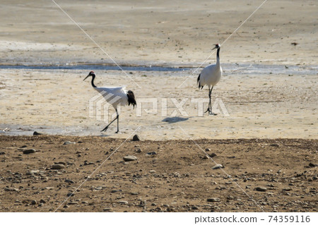 Crane, Cheolwon-gun, Gangwon-do 74359116