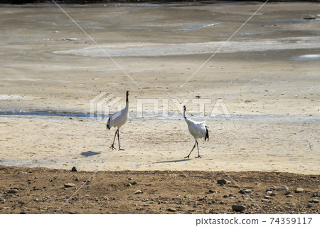 Crane, Cheolwon-gun, Gangwon-do Crane, Cheolwon-gun, Gangwon-do 74359117