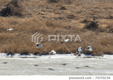 起重機,Cheolwon-gun,江原道 起重機,Cheolwon-gun,江原道 74359236