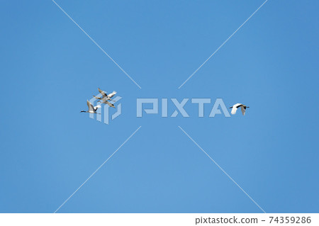 Crane, Cheolwon-gun, Gangwon-do 74359286