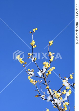 Soshinroubai and the thawed blue sky 74359366