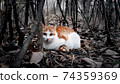 Cat looking at camera in winter forest 74359369