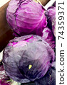 Purple cabbage that looks fresh 74359371