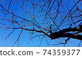 A photo showing only the blue sky and tree trunks 74359377