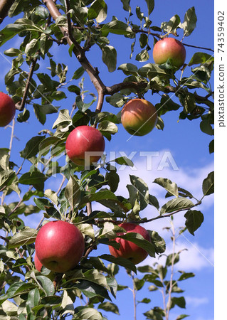 蘋果蘋果蘋果來自北海道 74359402