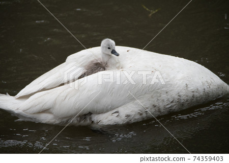 Kurashiki, rainy beauty district Mute swan on the Kurashiki River 74359403