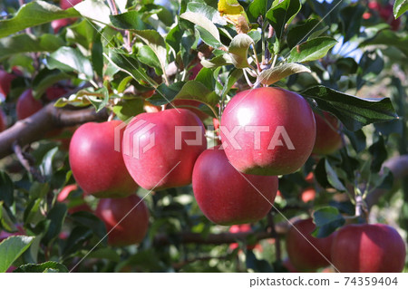 Apple apple apple from Hokkaido 74359404