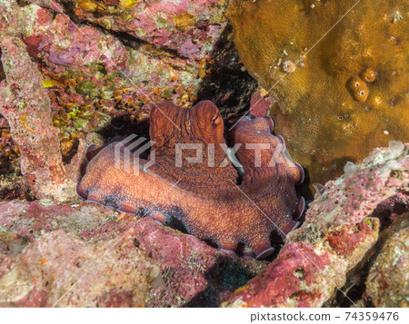 Wamondako lurking in the coral gap (Mergui Archipelago, Myanmar) Wamondako lurking in the coral gap (Mergui Archipelago, Myanmar) 74359476