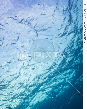 Looking up at the moon jellyfish (Mergui Archipelago, Myanmar) 74359481