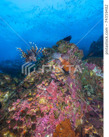 紅獅子魚在珊瑚礁裡游泳（緬甸墨吉島） 74359482