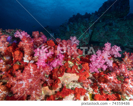 粉紅色的軟珊瑚和紅色海綿菌落（緬甸梅爾吉群島） 74359486