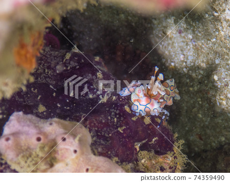Hymenocera picta lurking in the shade of rocks (Mergui Archipelago, Myanmar) Hymenocera picta lurking in the shade of rocks (Mergui Archipelago, Myanmar) 74359490