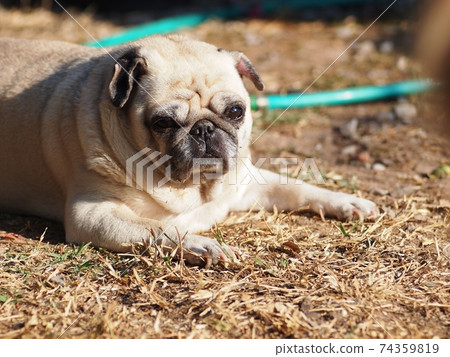 lovely white fat cute pug portraits close up lying on garden floor outdoor making sad face taking sunbath with blur background 74359819
