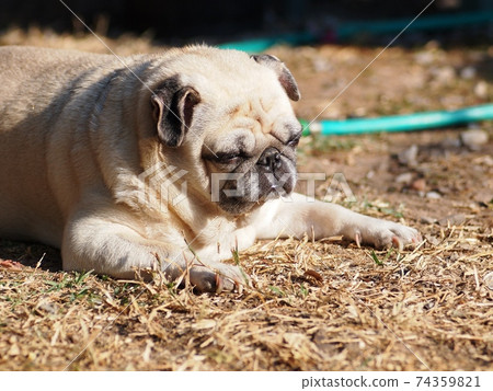 lovely white fat cute pug portraits close up lying on garden floor outdoor making sad face taking sunbath with blur background lovely white fat cute pug portraits close up lying on garden floor outdoor making sad face taking sunbath with blur background 74359821