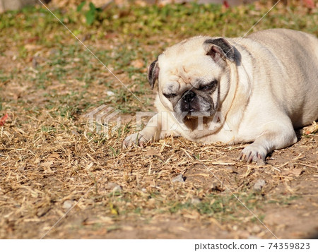 lovely white fat cute pug portraits close up lying on garden floor outdoor making sad face taking sunbath with blur background lovely white fat cute pug portraits close up lying on garden floor outdoor making sad face taking sunbath with blur background 74359823
