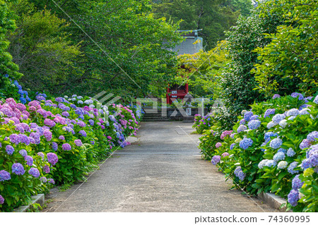 千葉縣日蓮寺的繡球花 74360995
