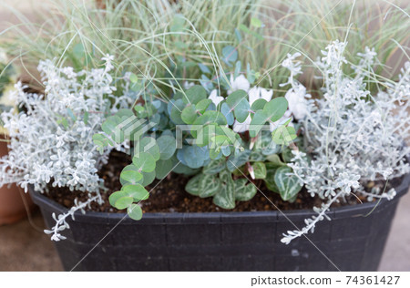 Veranda group planting container and potted green 74361427
