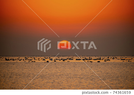蘑菇,麗水,全南 蘑菇,麗水,全南 74361659