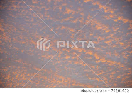 Mushroom, Yeosu, Jeonnam 74361690