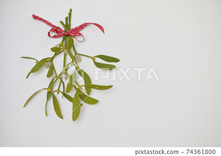 Branch Of Mistletoe With Ribbon Branch Of Mistletoe With Ribbon 74361800