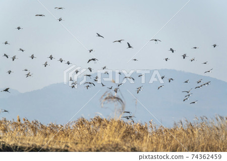 Black Crane, Suncheon Bay, Suncheon City, Jeonnam Black Crane, Suncheon Bay, Suncheon City, Jeonnam 74362459