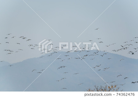 黑鶴,順天灣,順天市,全南 黑鶴,順天灣,順天市,全南 74362476