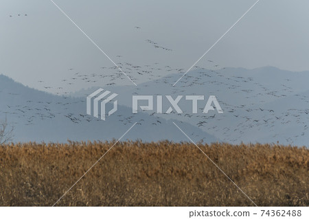 Black Crane, Suncheon Bay, Suncheon City, Jeonnam Black Crane, Suncheon Bay, Suncheon City, Jeonnam 74362488